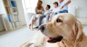 Pet Allergies - Denton Allergist